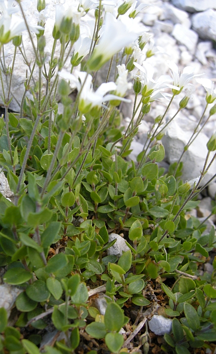 Arenaria bertolonii / Arenaria di Bertoloni